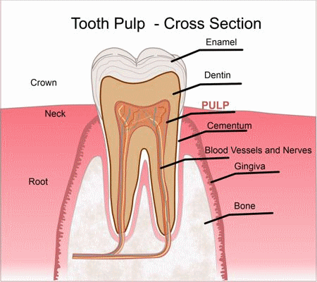 Tooth Cross-section with Pulp highlight